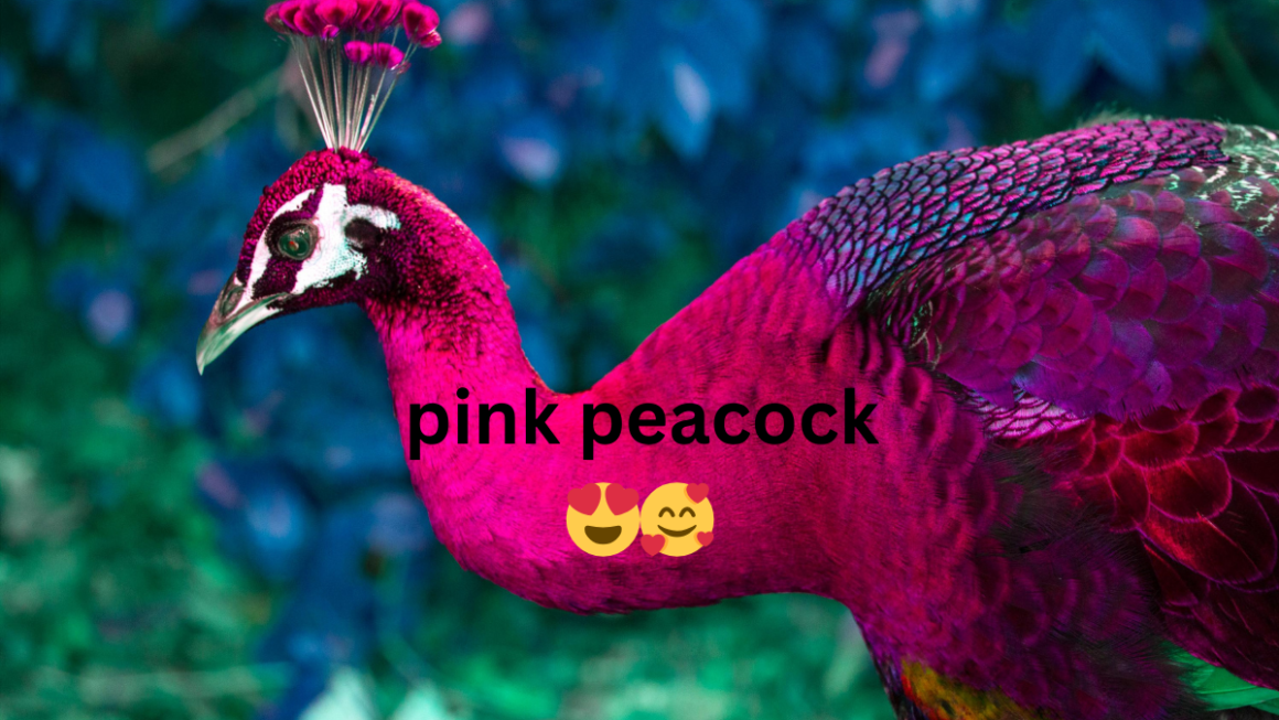 pink peacock