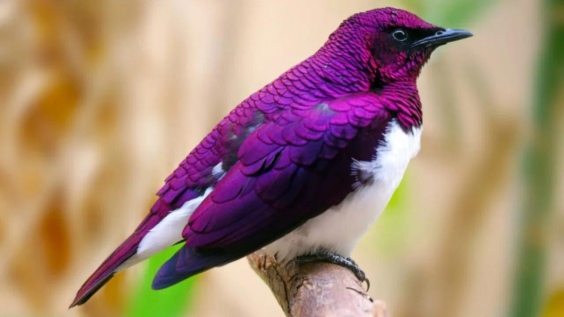 The Fascinating World of Purple Birds: Nature’s Enigmatic Beauties