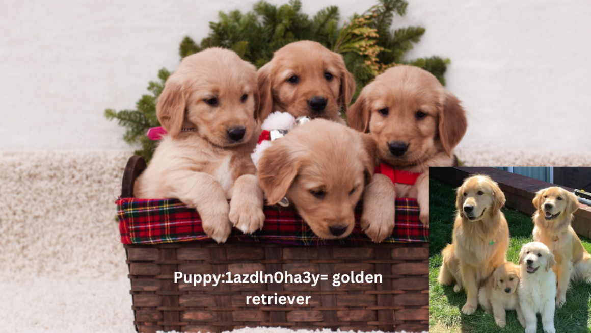 Puppy:1azdln0ha3y= golden retriever