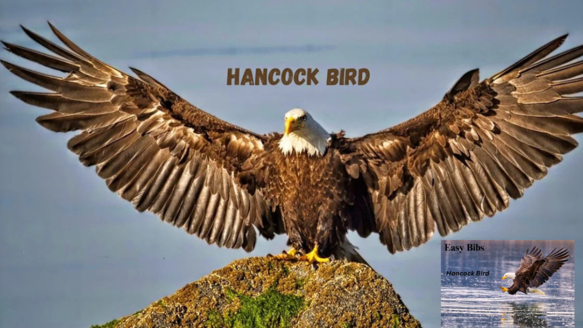 Hancock Bird Meaning: Unraveling the Symbolism and Significance